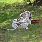 Serengeti-Park Hodenhagen in Niedersachsen (5)