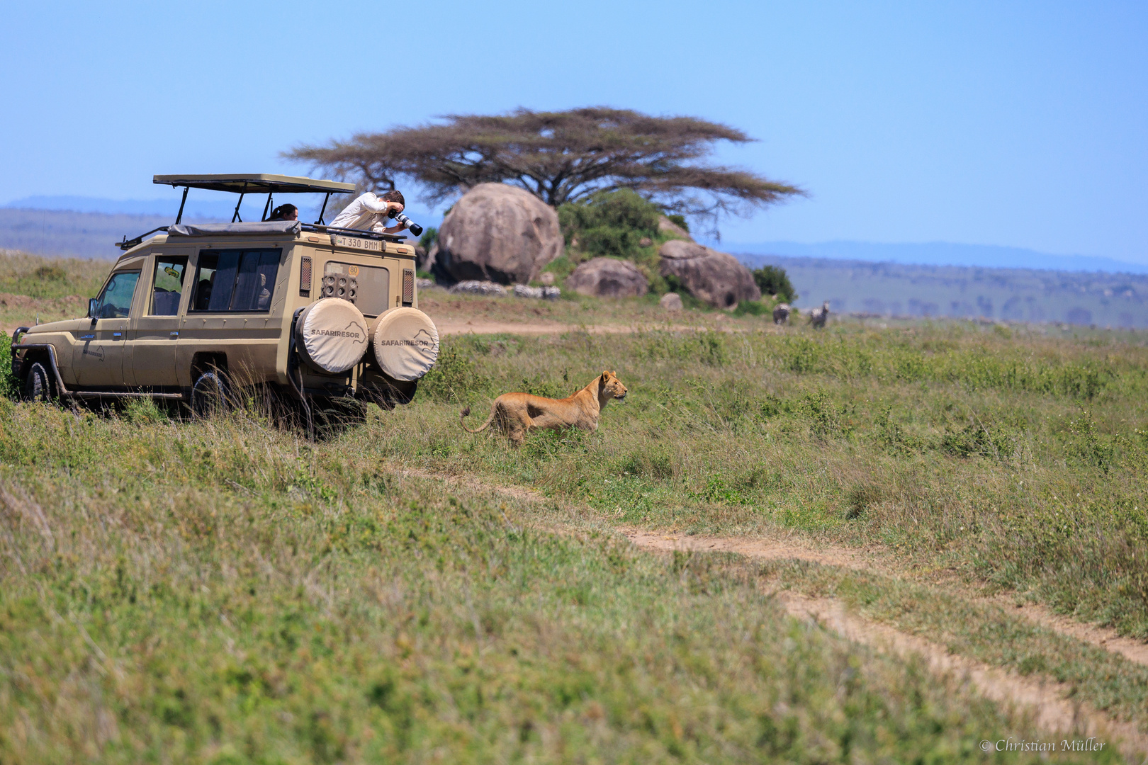 Serengeti-Safari: Löwin hautnah