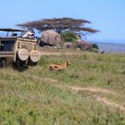 Serengeti-Safari: Löwin hautnah