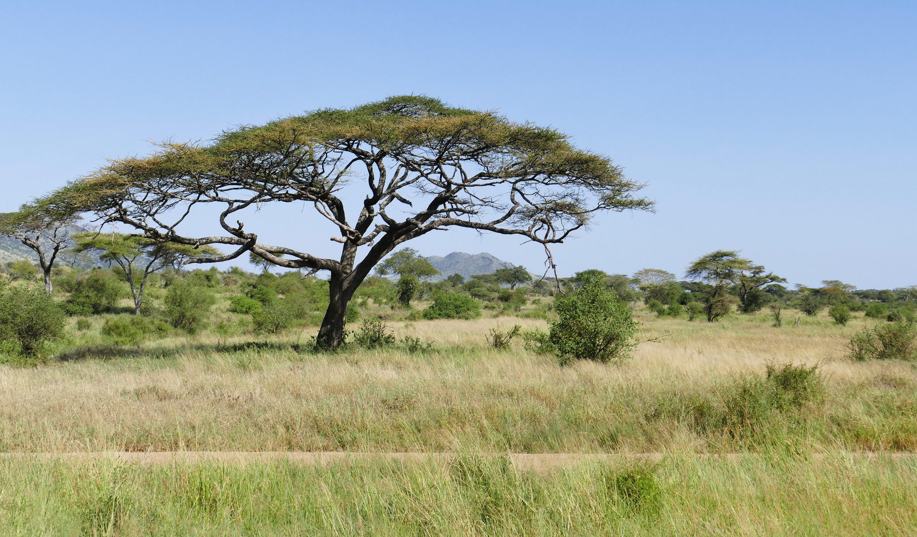 ...Serengeti Sehnsucht...