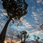 Serengeti Sundowner