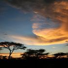 Serengeti Sunset 2