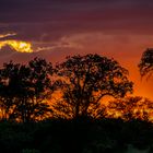 Serengeti Sunset