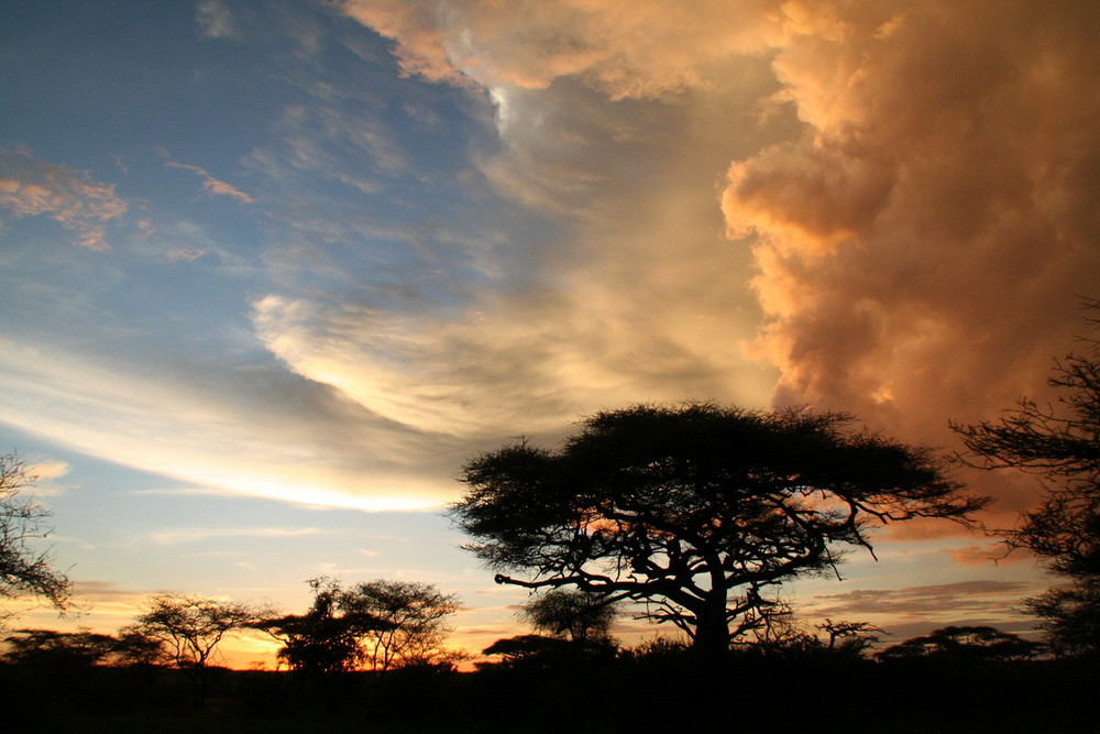 Serengeti Sunset