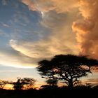 Serengeti Sunset