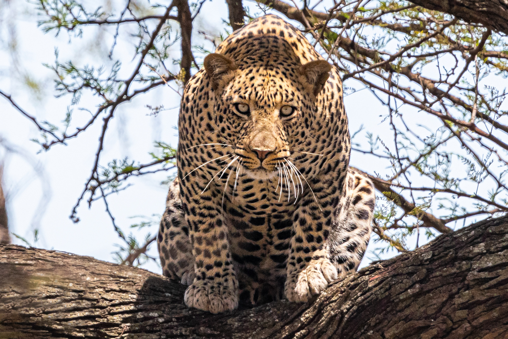 Serengeti, Tansania