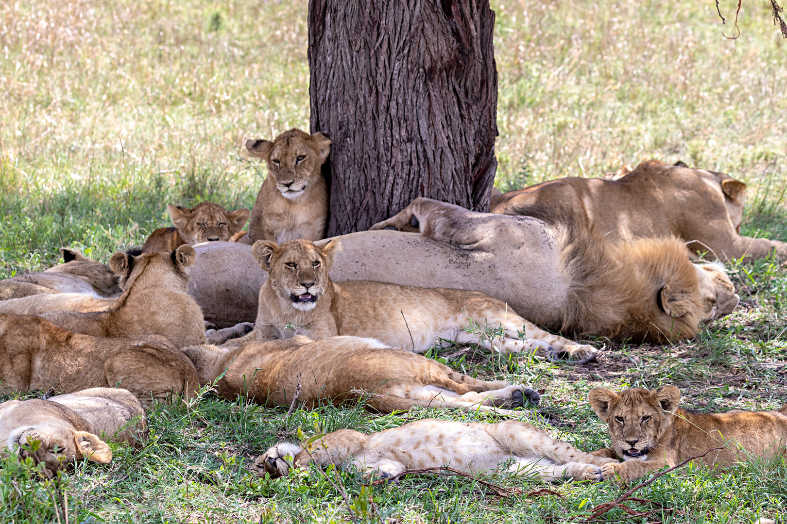 Serengeti, Tansania