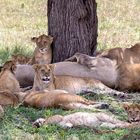 Serengeti, Tansania