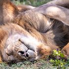 Serengeti, Tansania