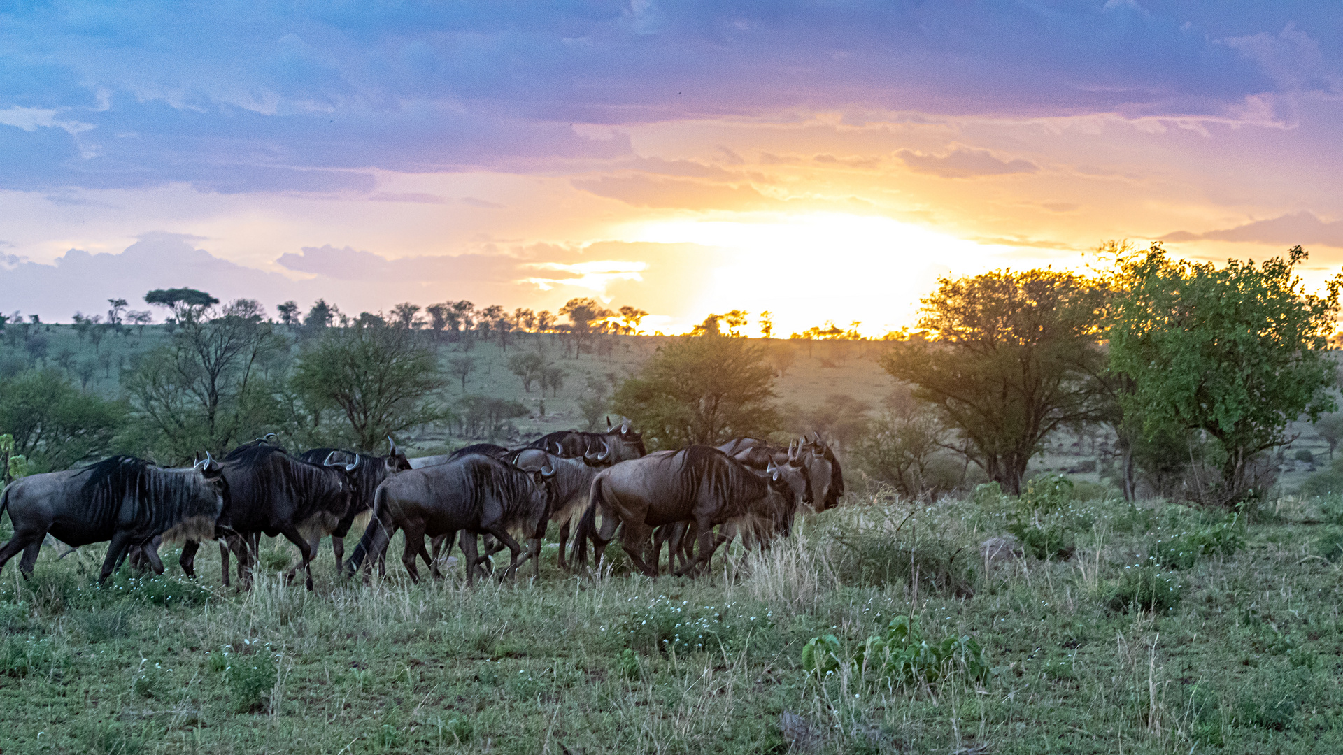 Serengeti, Tansania