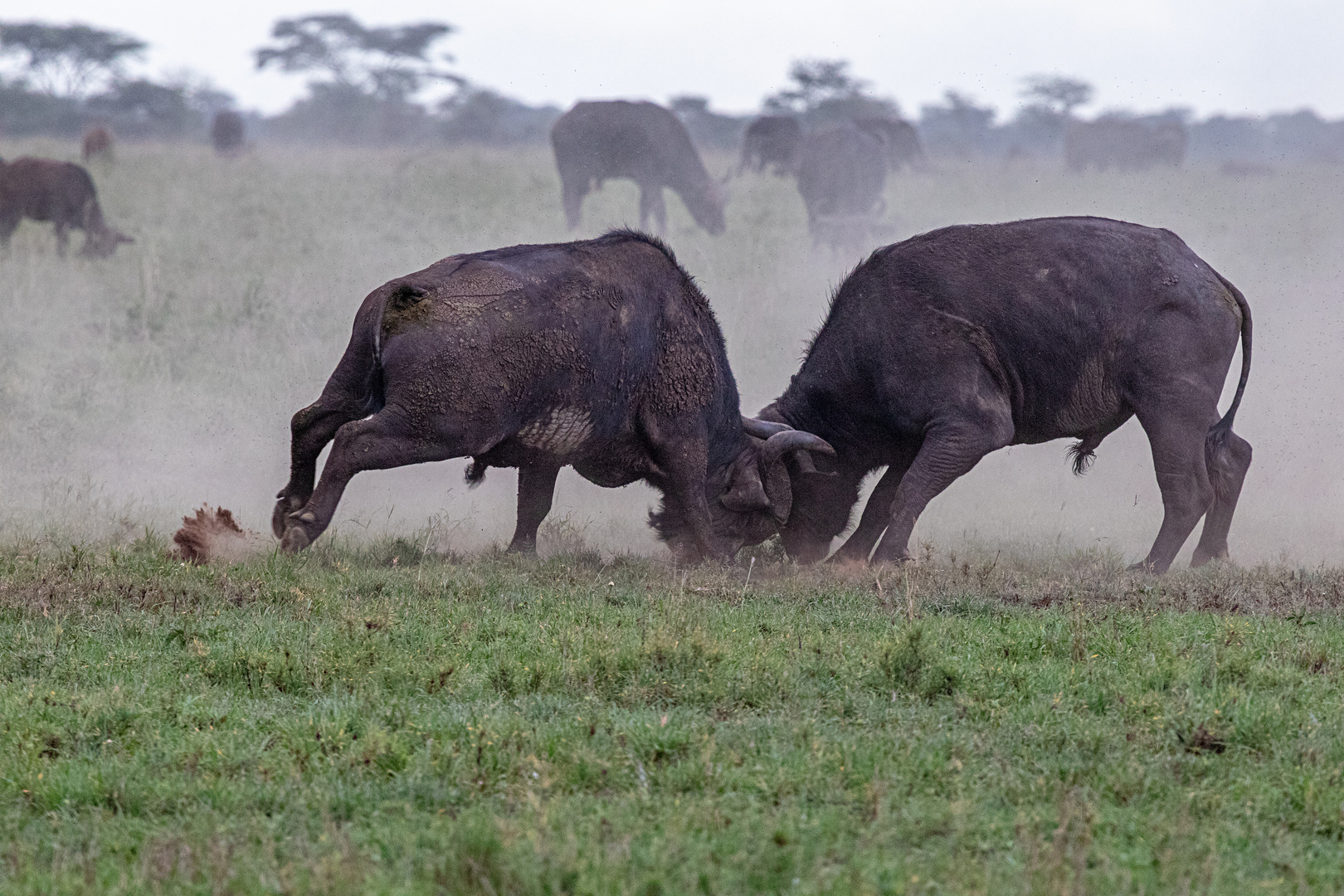 Serengeti, Tansania