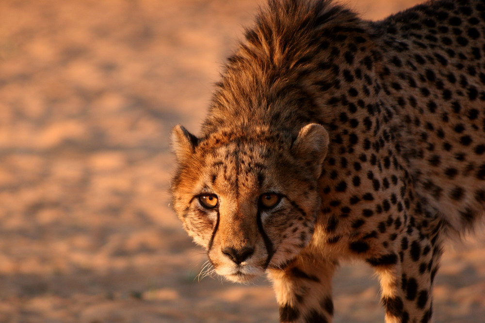 serengeti-tanzania