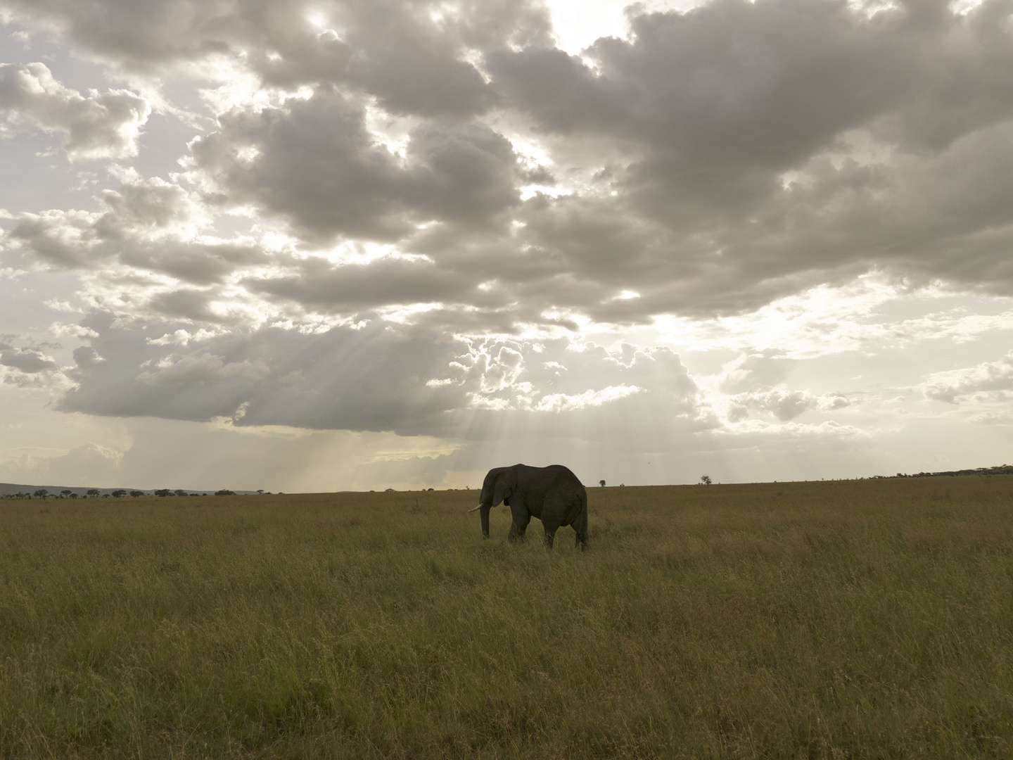 Serengeti Tanzania