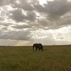 Serengeti Tanzania