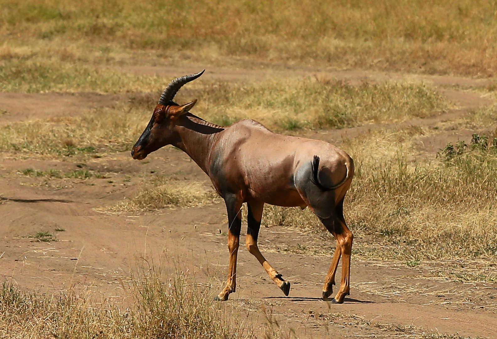 Serengeti-Topi