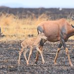 Serengeti-Topi