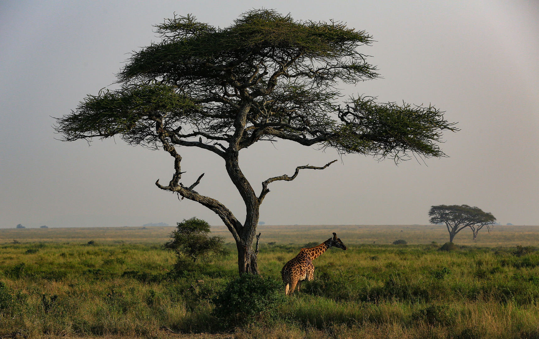 Serengeti-Träume
