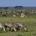 Serengeti und die Migration