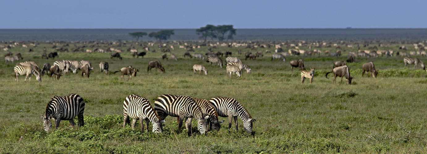 Serengeti und die Migration