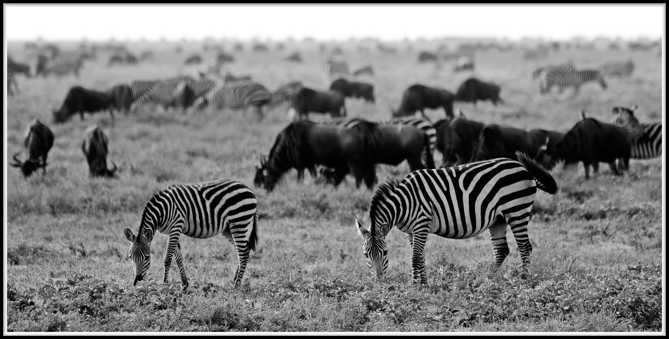Serengeti und Migration