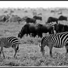 Serengeti und Migration