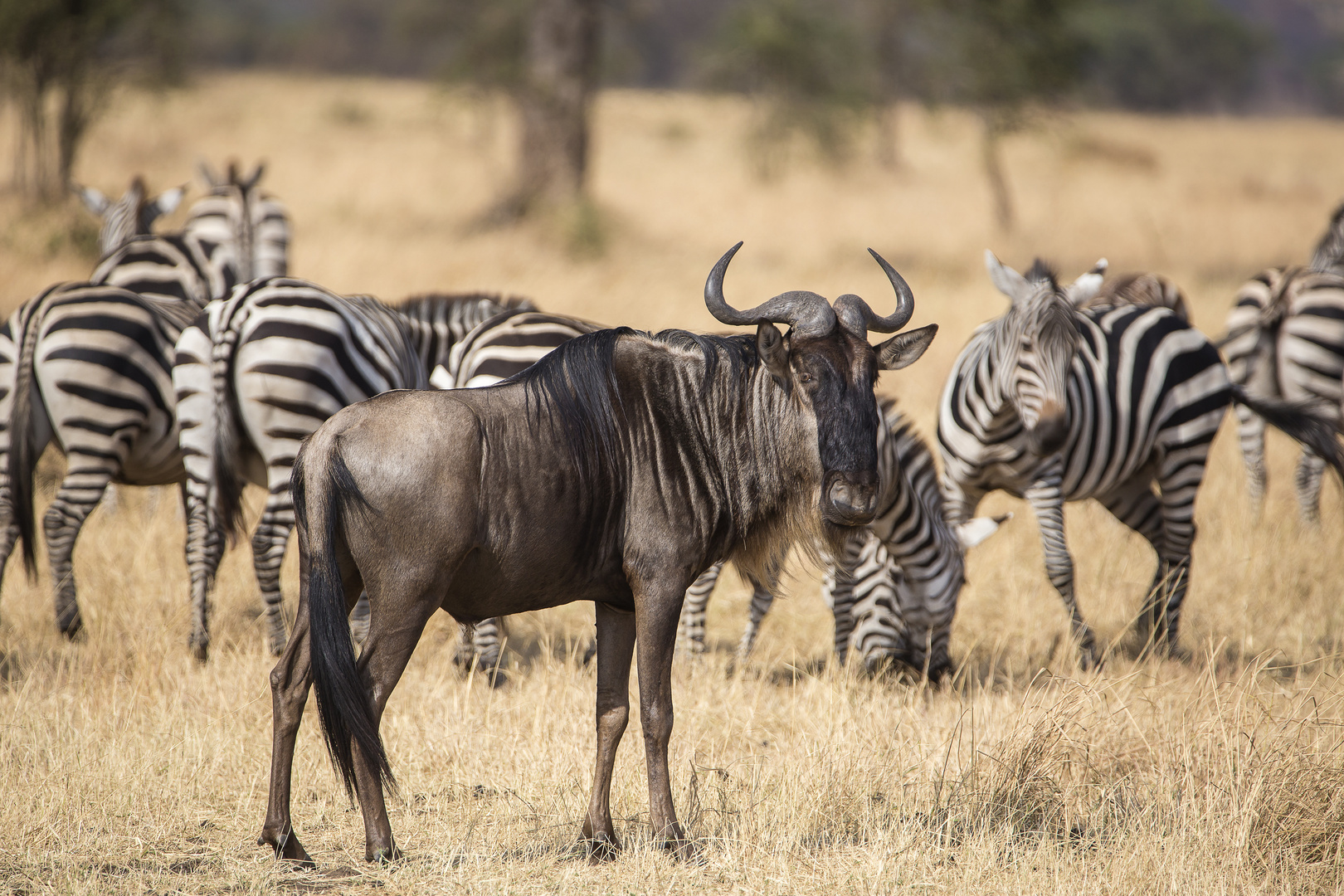 Serengeti-Weissbartgnu