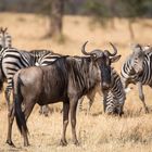 Serengeti-Weissbartgnu