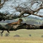 Serengeti Wild Life - Tree Hugger