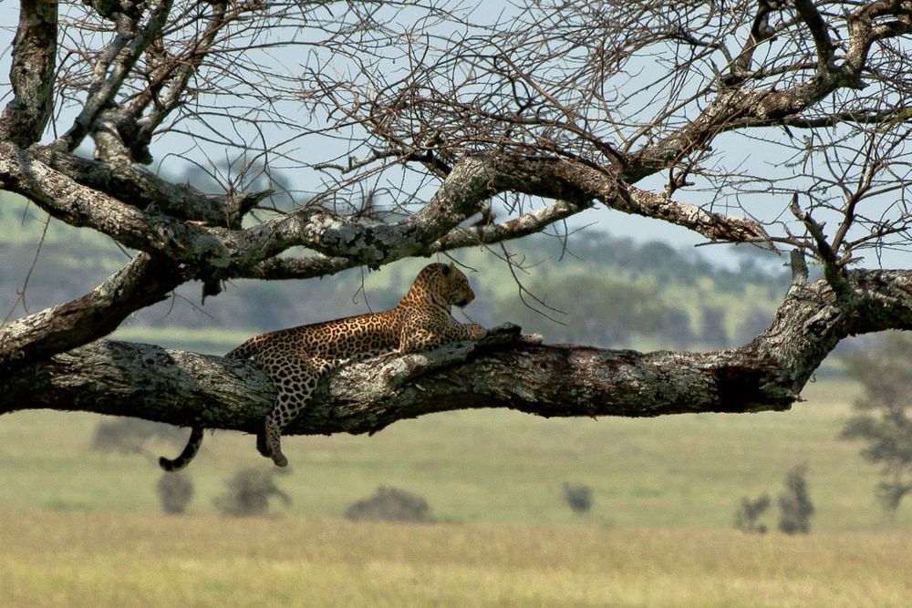 Serengeti Wild Life - Tree Hugger von Hazel A. 