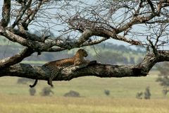 Serengeti Wild Life - Tree Hugger