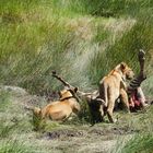 ...Serengeti Wildlife...