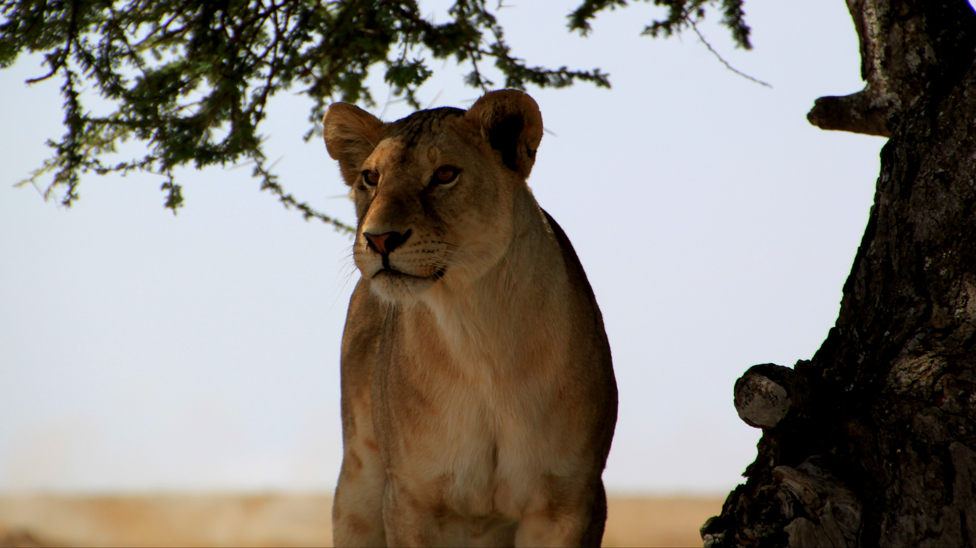 Serengeti Wildlife