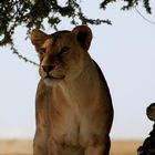 Serengeti Wildlife