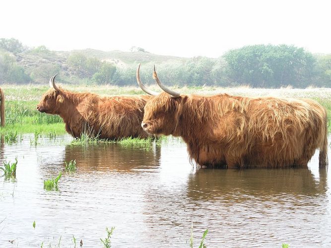 Serengetie in die Niederlande