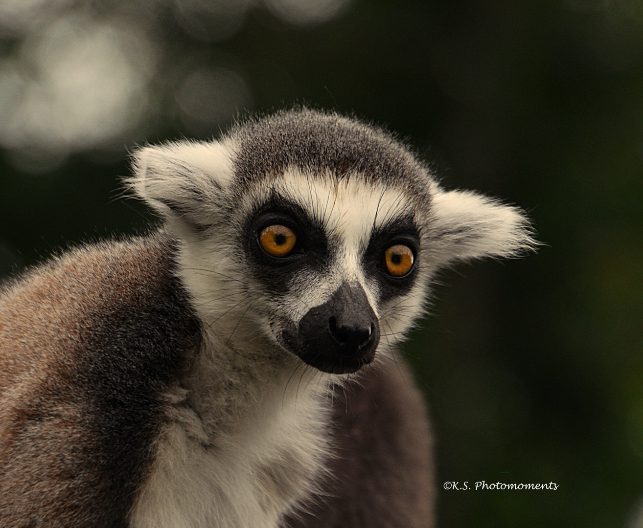 Serengetipark Hodenhagen 