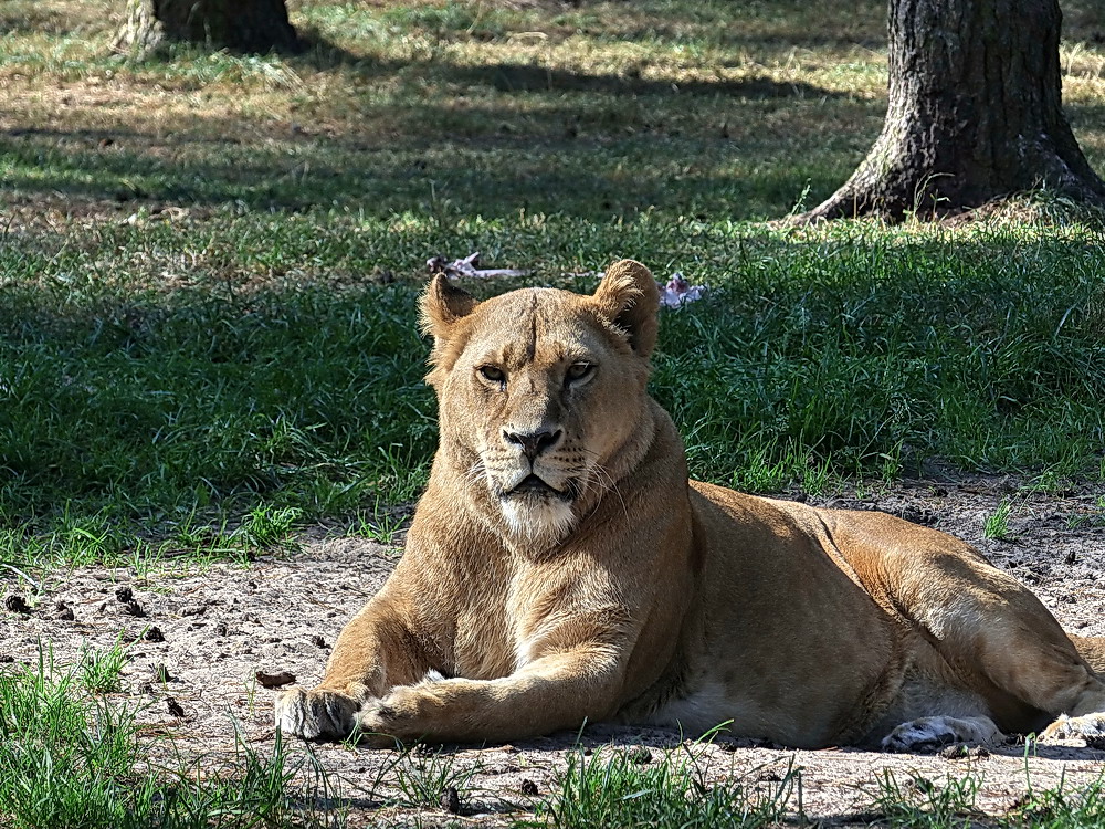 Serengetipark Hodenhagen