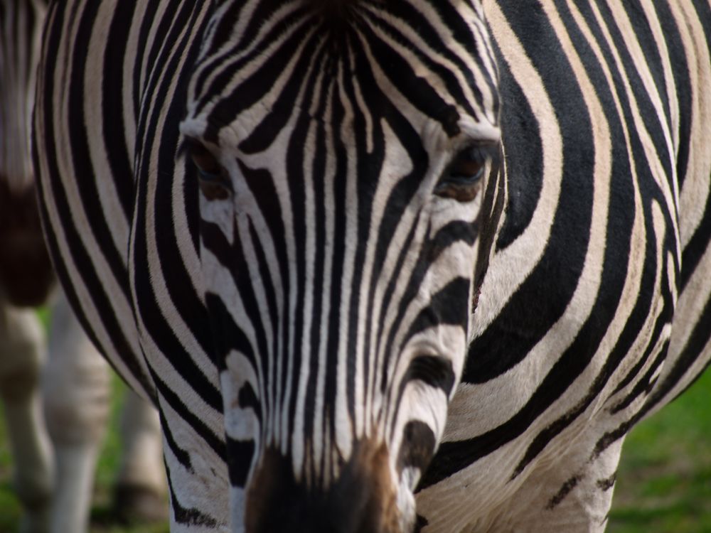 Serengetipark Zebra