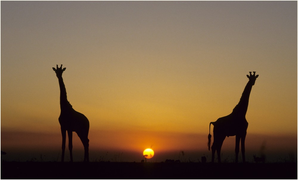 Serengeti_Tanzania_Kenya