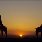 Serengeti_Tanzania_Kenya