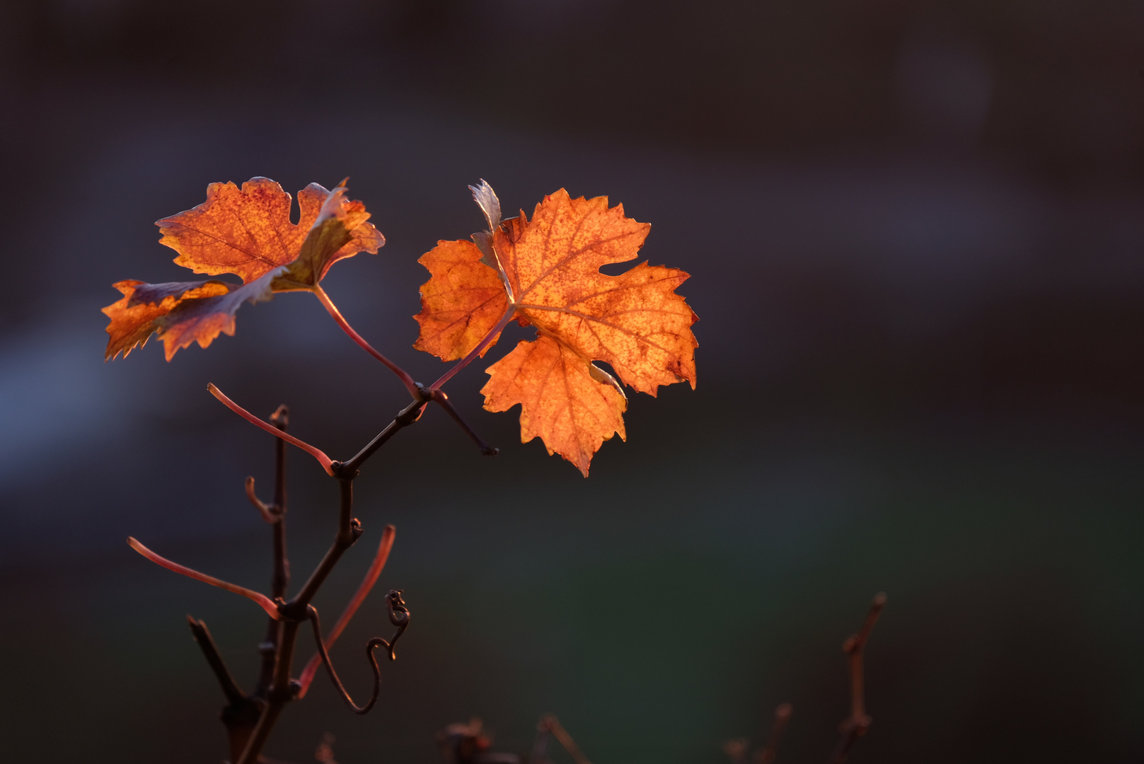 Sérénité d´automne I - Herbstliche Ruhe I