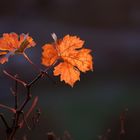 Sérénité d´automne I - Herbstliche Ruhe I