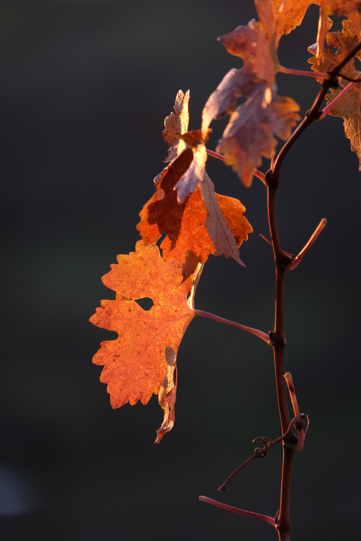 Sérénité d´automne III - Herbstliche Ruhe III