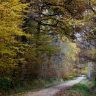 " Sérénité des bois "