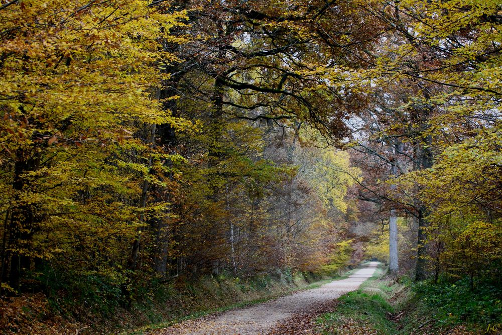 " Sérénité des bois "