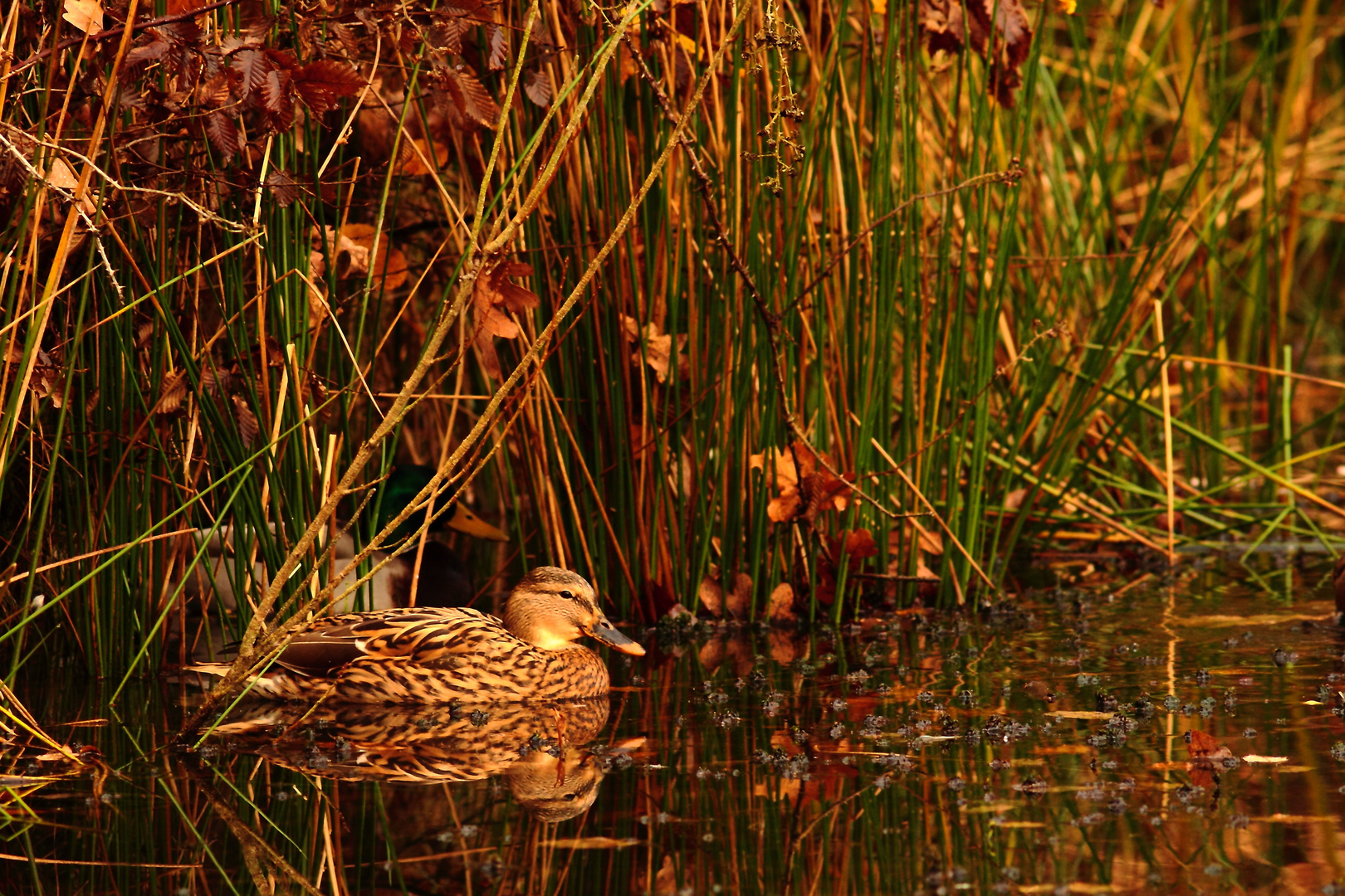 sérénitude d'un couple