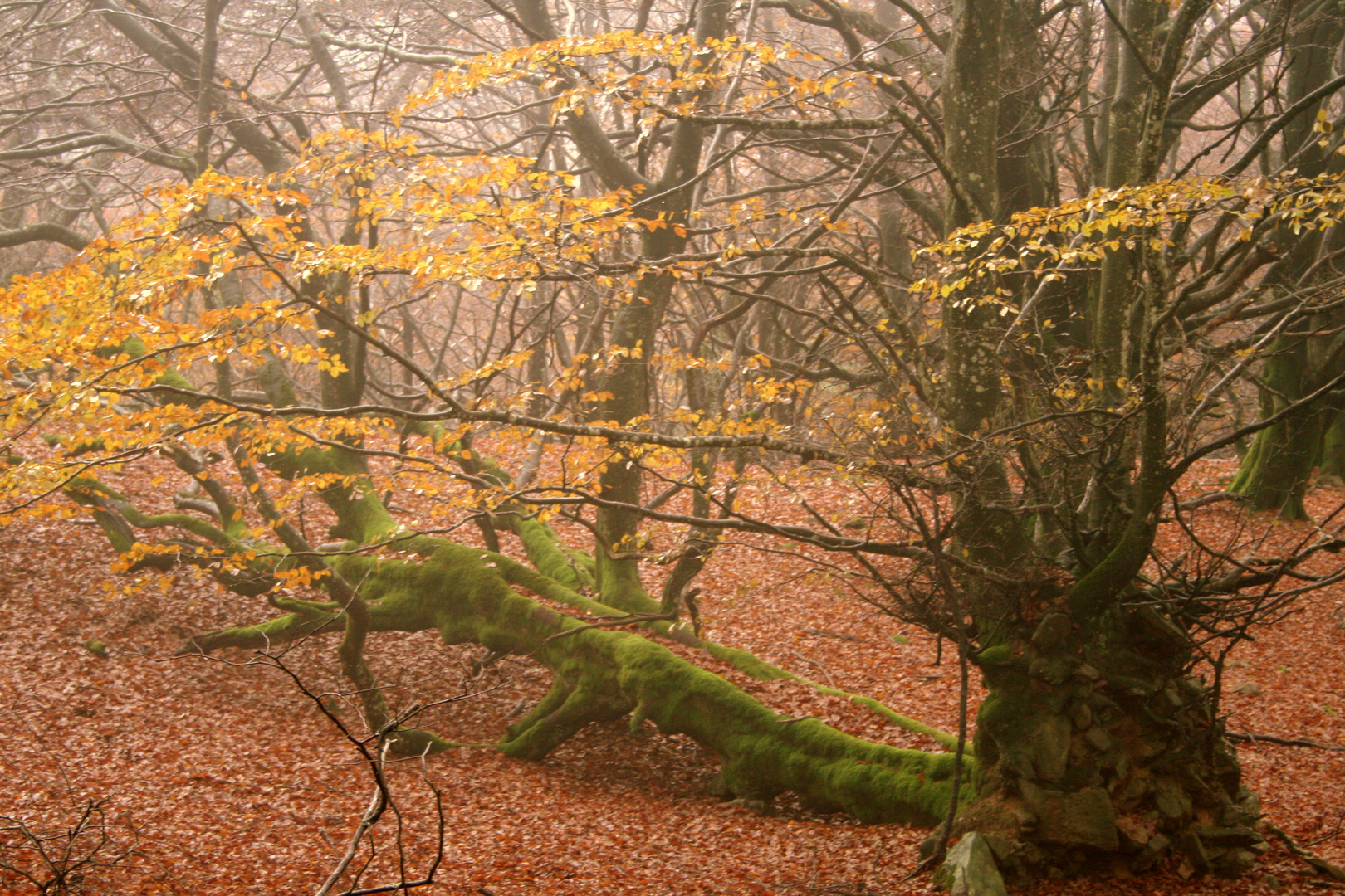 seres del bosque