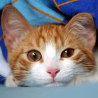 User Profile Photo