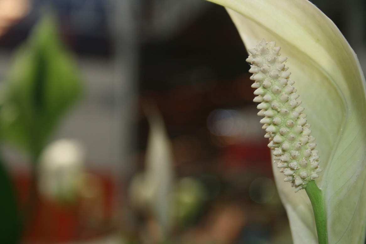 Seria uma flor de antúrio?