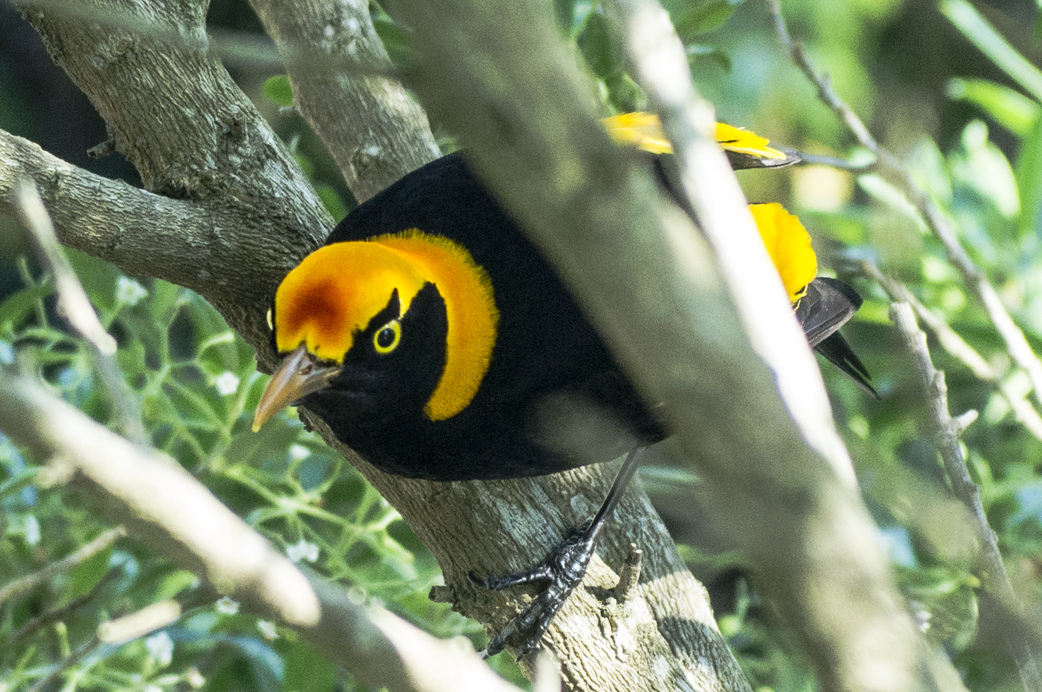 Sericulus chrysocephalus, Regent Bowerbird, Männchen