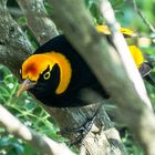 Sericulus chrysocephalus, Regent Bowerbird, Männchen